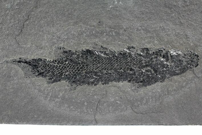 Devonian Lobe-Finned Fish (Osteolepis) Pos/Neg - Scotland #177075